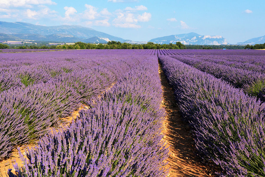 Excursion privée en Provence avec chauffeur à la journée – champs de lavande