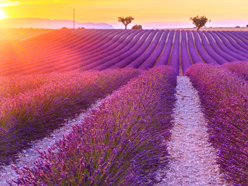 Campos de lavanda de Valensole durante una excursión con chófer