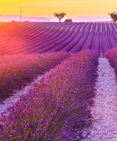 Campos de lavanda de Valensole durante una excursión con chófer